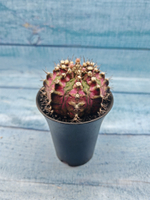 Gymnocalycium T-Rex Pink hybrid (Гимнокалициум T-rex)
