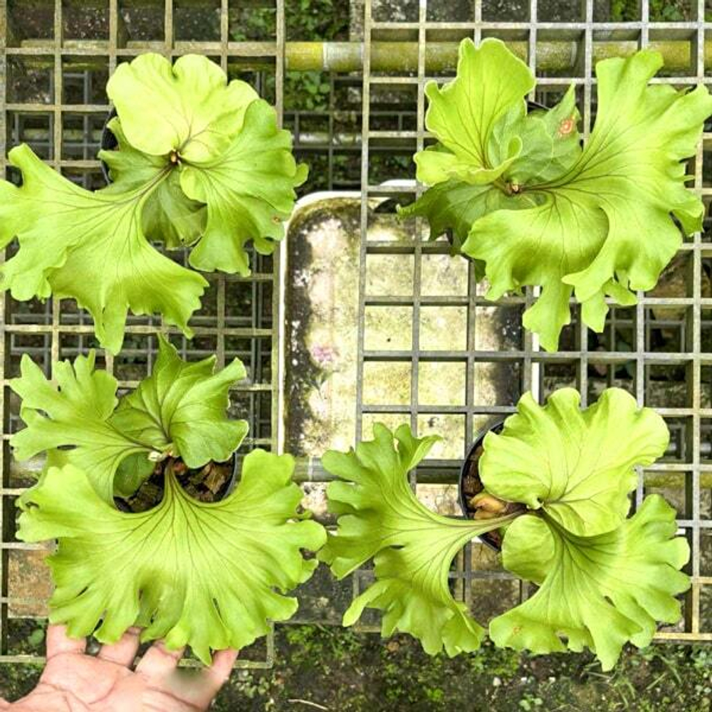 Платицериум P.RIDLEYI MONKEY KING