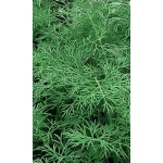 Семена Укроп Симфония (УД) Е/П