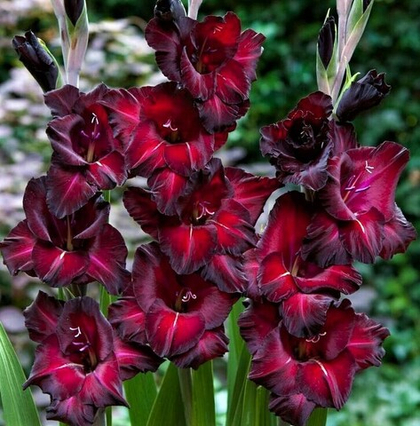 Гладиолус Блек Сюрпрайз