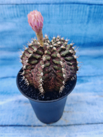 Gymnocalycium T-Rex Pink hybrid (Гимнокалициум T-rex)
