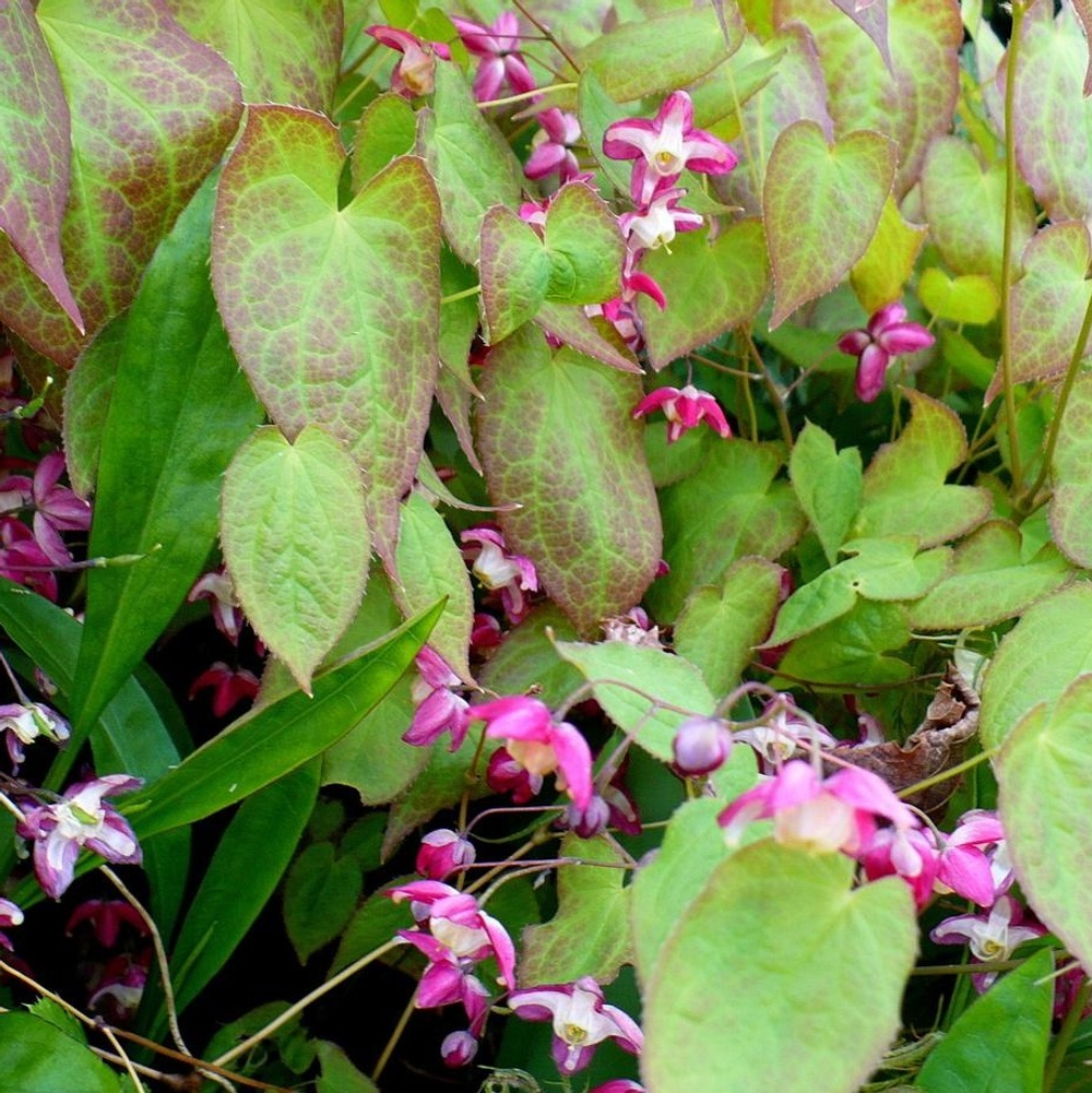 Горянка красная. Epimedium rubrum.