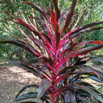 Кордилина CANCER