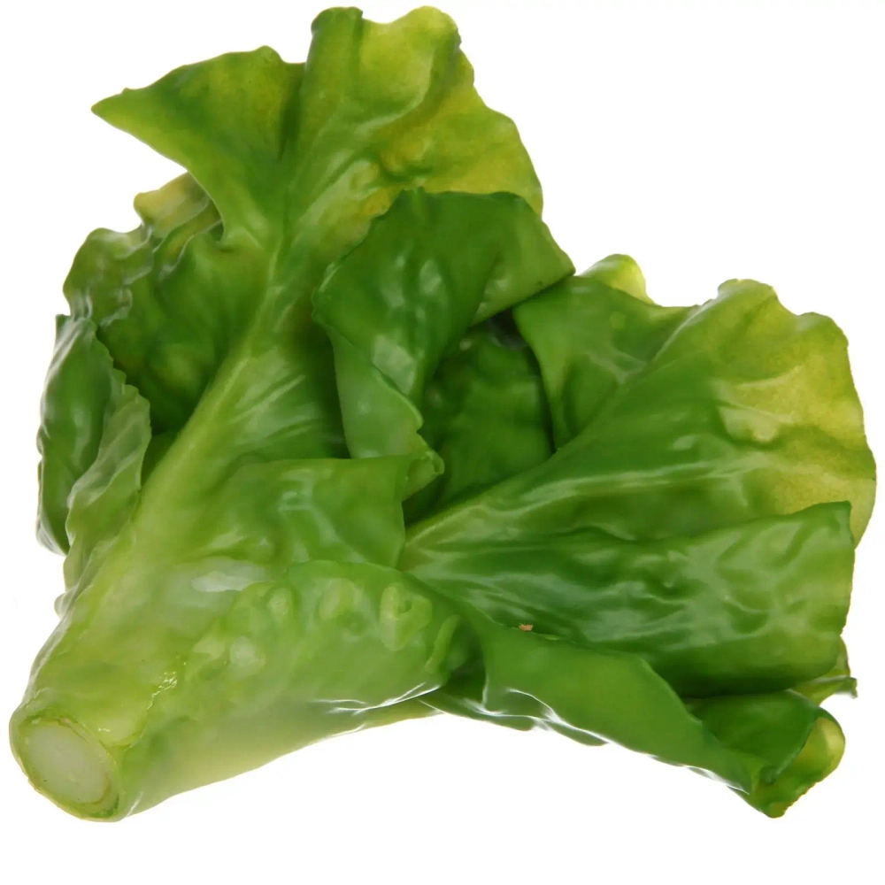 Муляж «Салат Латук» 17*15см