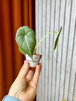 Алоказия Махарани, D6см Н10см, 1шт, Urban Jungle