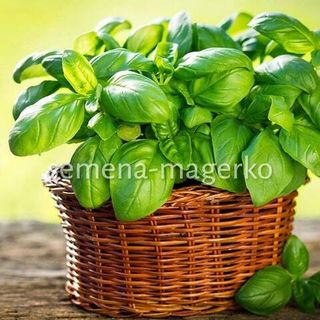 Базилик овощной Тонус 10 (грамм)