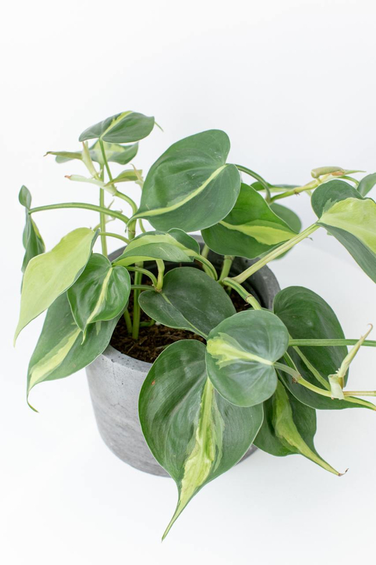 Филодендрон Сканденс Бразил