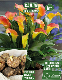 Калла Клубнелуковица, Капитейн Лидо, 1шт