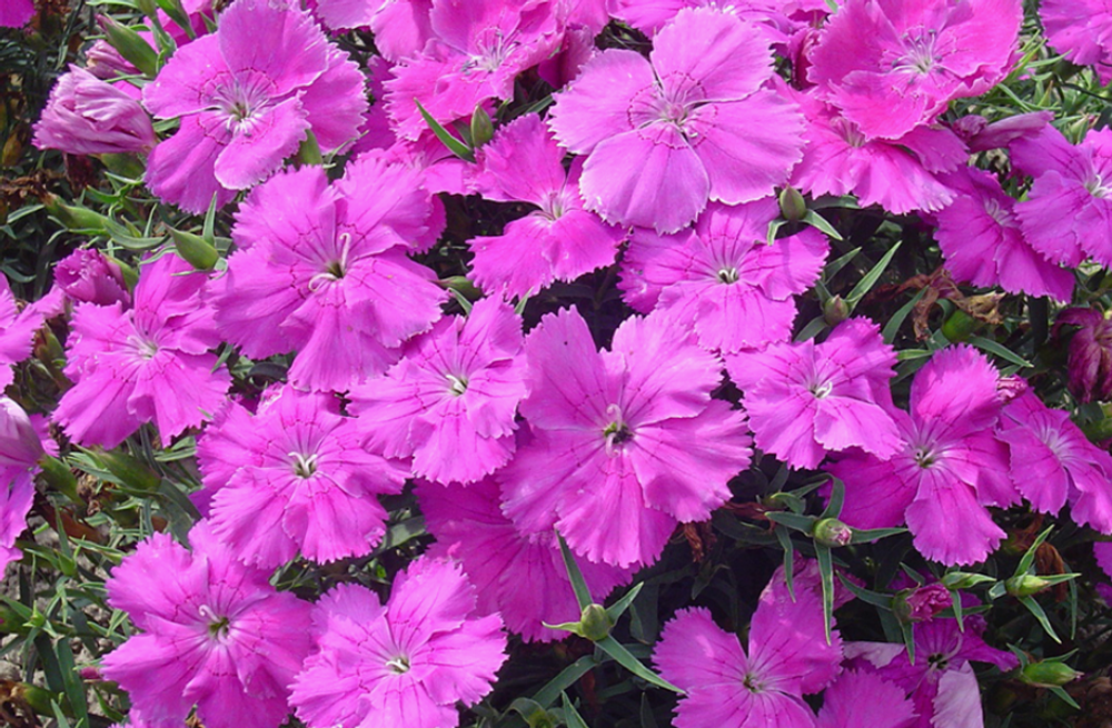 Гвоздика китайская Диана Блюберри рассада конец апреля 26