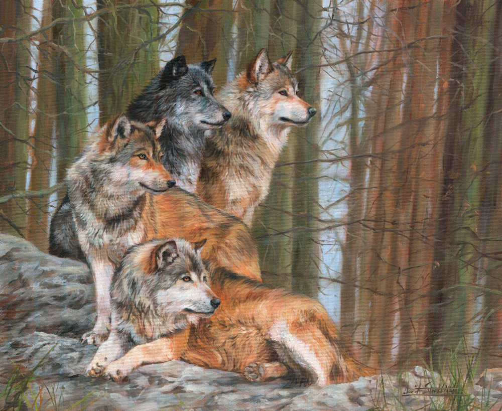 Коллекция Животные