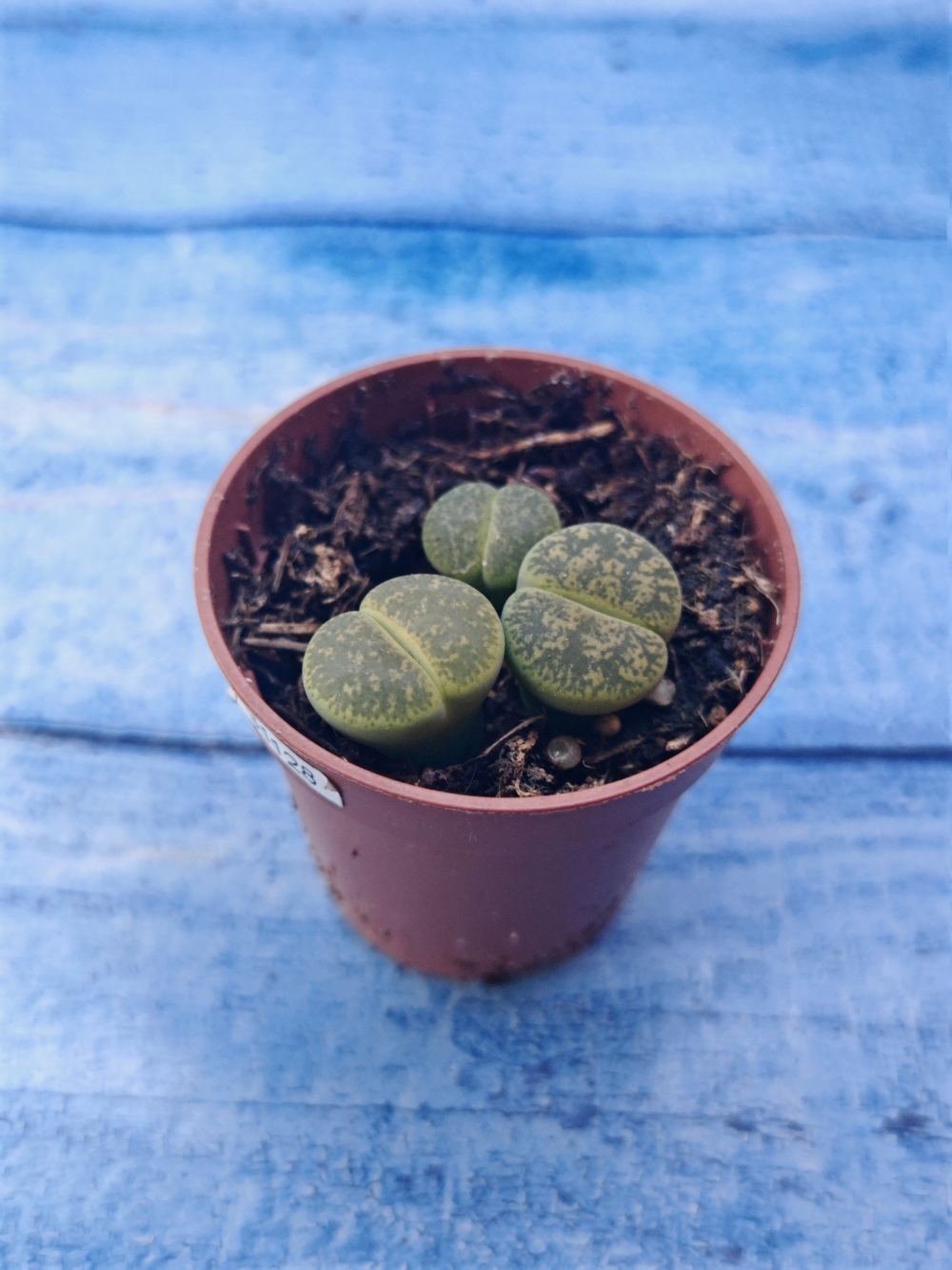Lithops sp. (Литопсы)