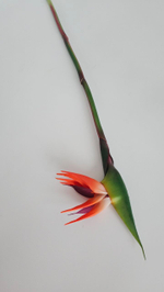 Цветок стрелиции / Арт 2345