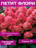 Гортензия Петит Флори