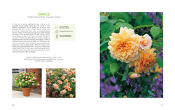 David Austin's English Roses
