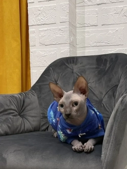 Одежда свитер для сфинксов кошек