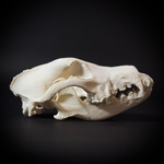 Череп собаки