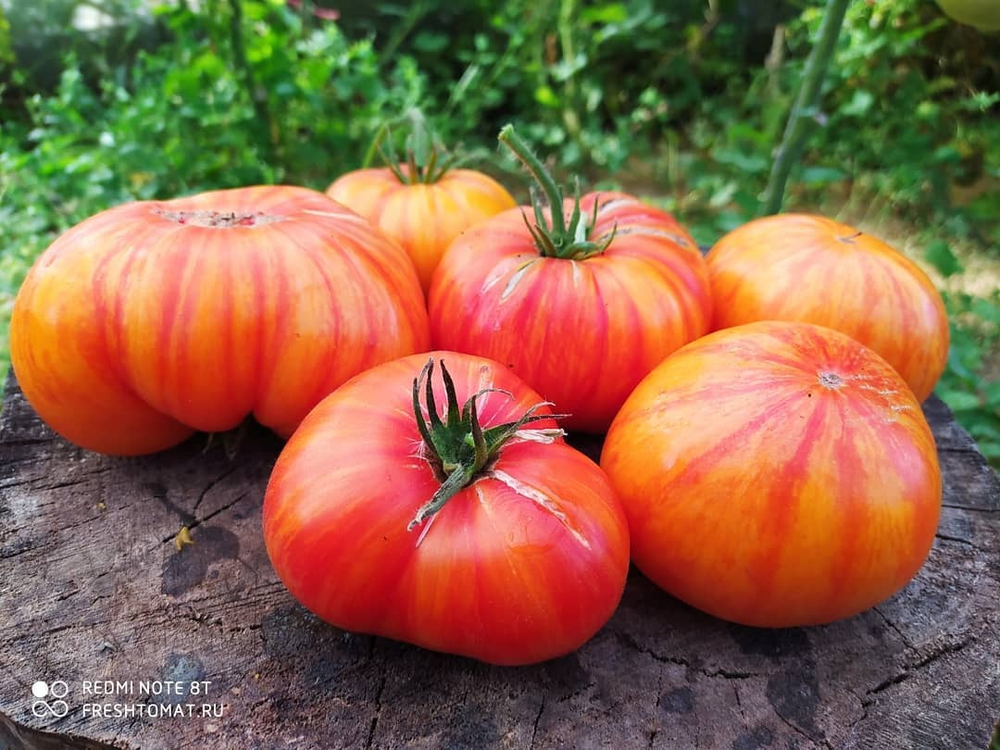 Большой оранжевый полосатый (Big orange striped) сорт томата