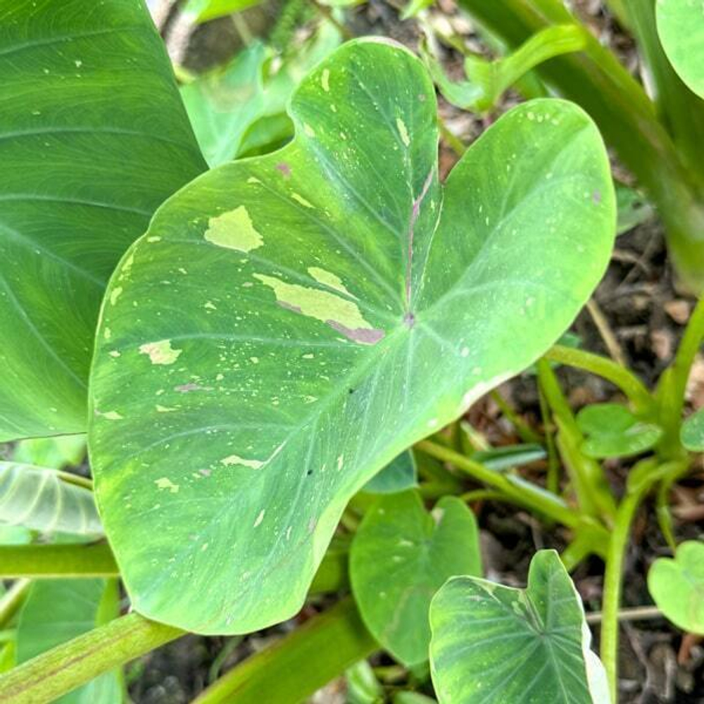 Колоказия SIAM RUBY