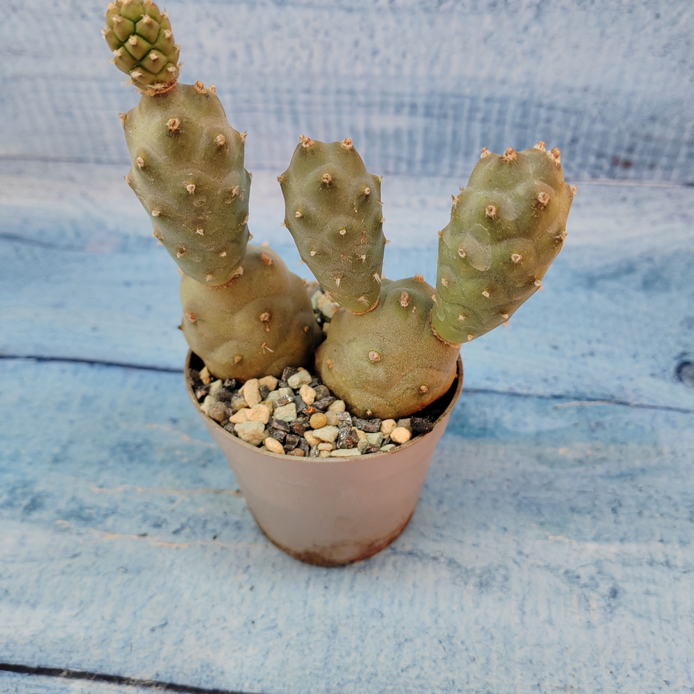 Tephrocactus Articulatus (Тефрокактус)