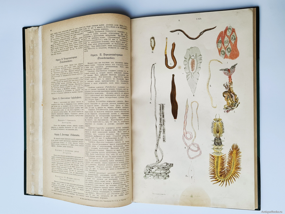 "Большой зоологический, ботанический и минералогический атлас : Handatlas der Naturgeschichte aller drei Reiche". Г. Хайек : Hayek, Gustav von. Grosser. 1888г. - антикварное издание