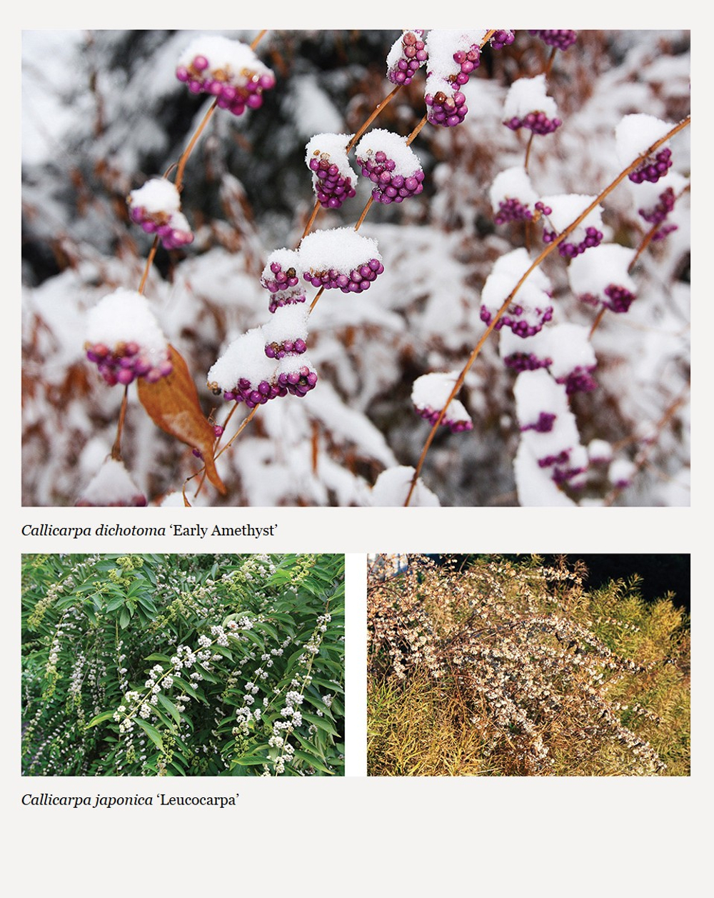 Plants for the Winter Garden