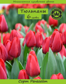 Тюльпан Луковица  цветов Ренегейт, 6шт