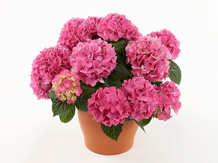 Tabletensia/Таблетензия  (Стандарт поставки Р9)2025г.