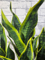 Щучий Хвост в большой чаше Лофт