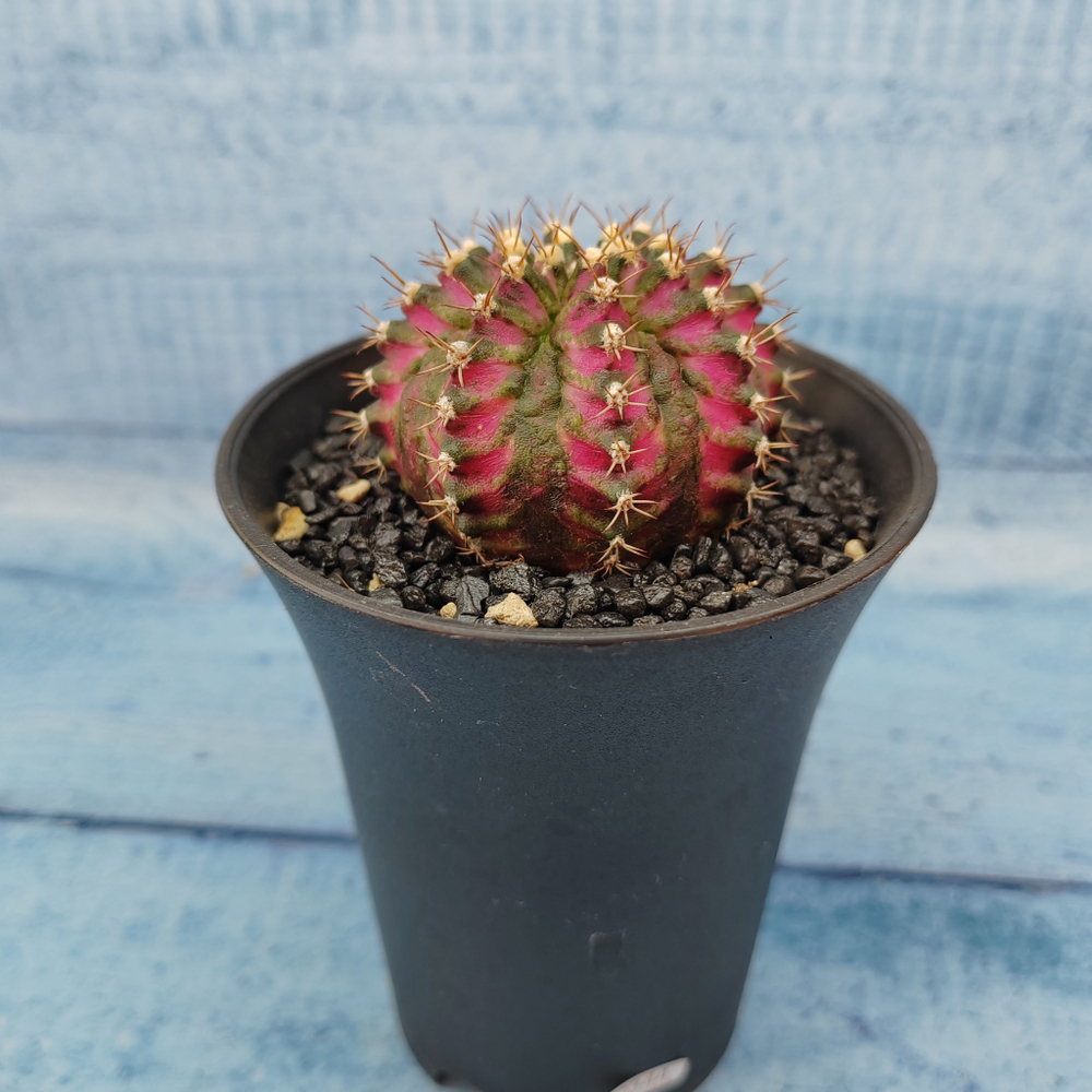 Gymnocalycium T-Rex Pink hybride (Гимнокалициум T-rex)