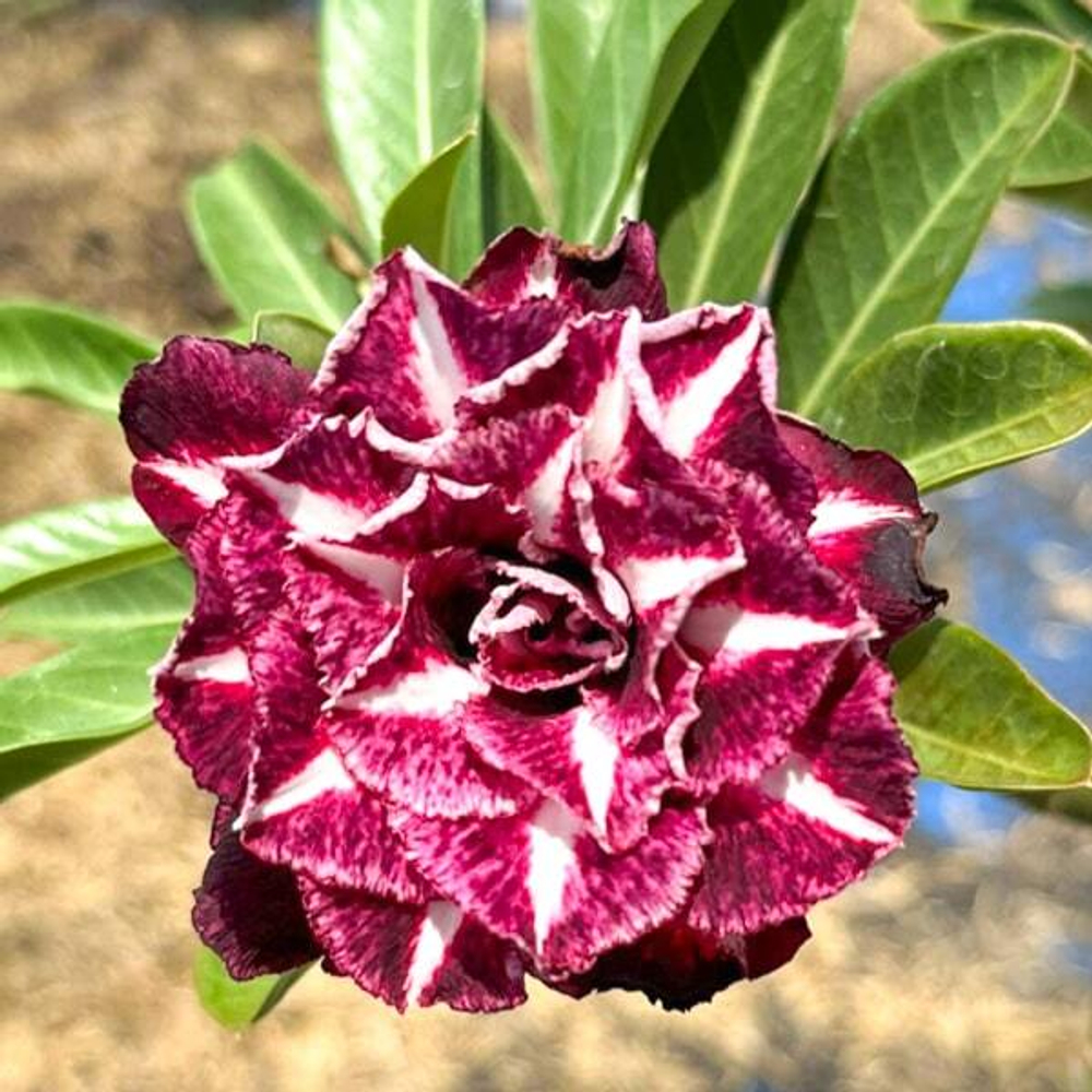 Адениум SAP RACHAN