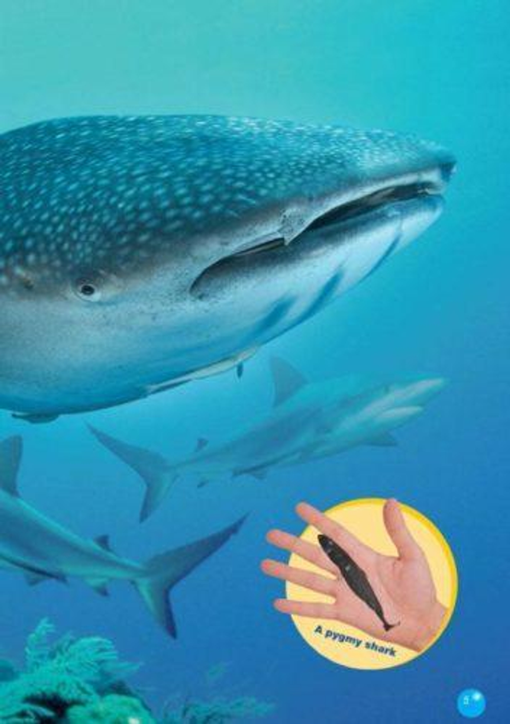 The Tiger Shark. Reader. Книга для чтения