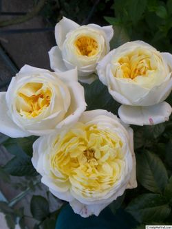 Амнести Интернешнл (Amnesty international)