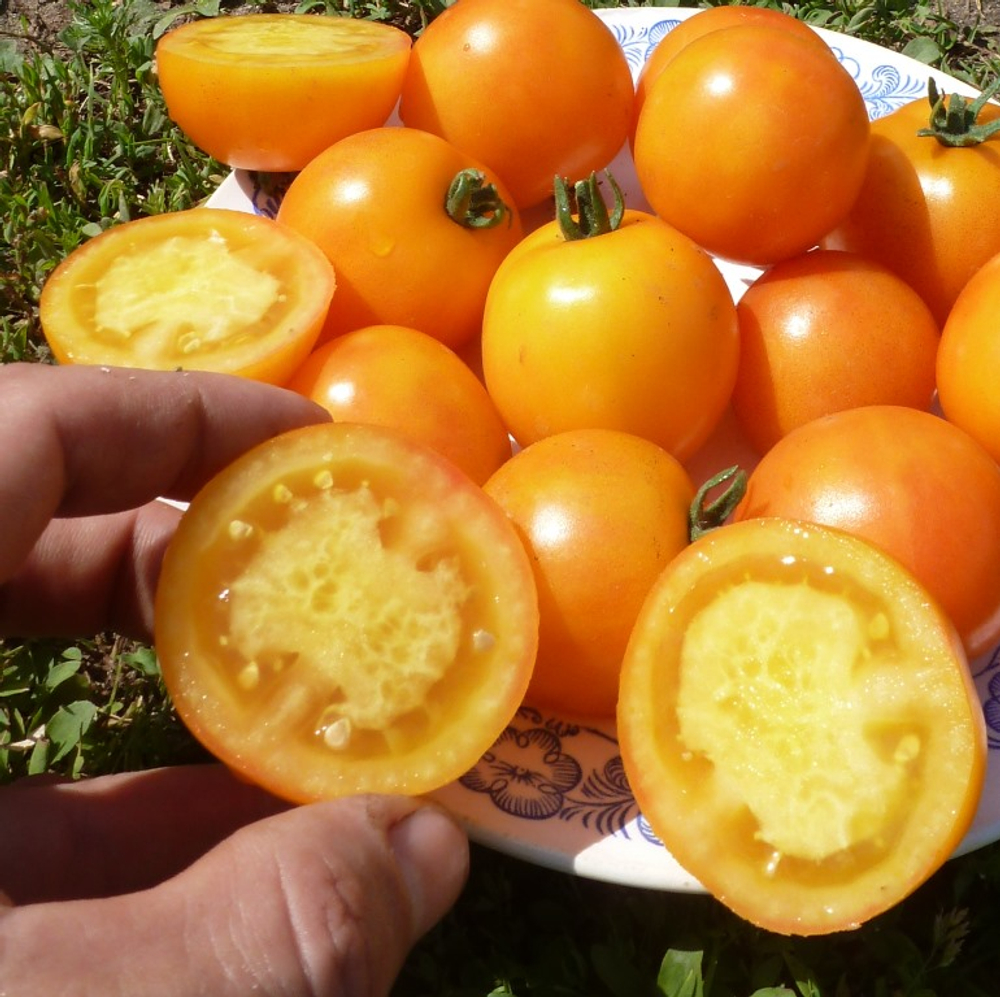 Помидоры — Ola Polka – Оля Полька