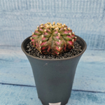 Gymnocalycium T-Rex Pink hybride (Гимнокалициум T-rex)