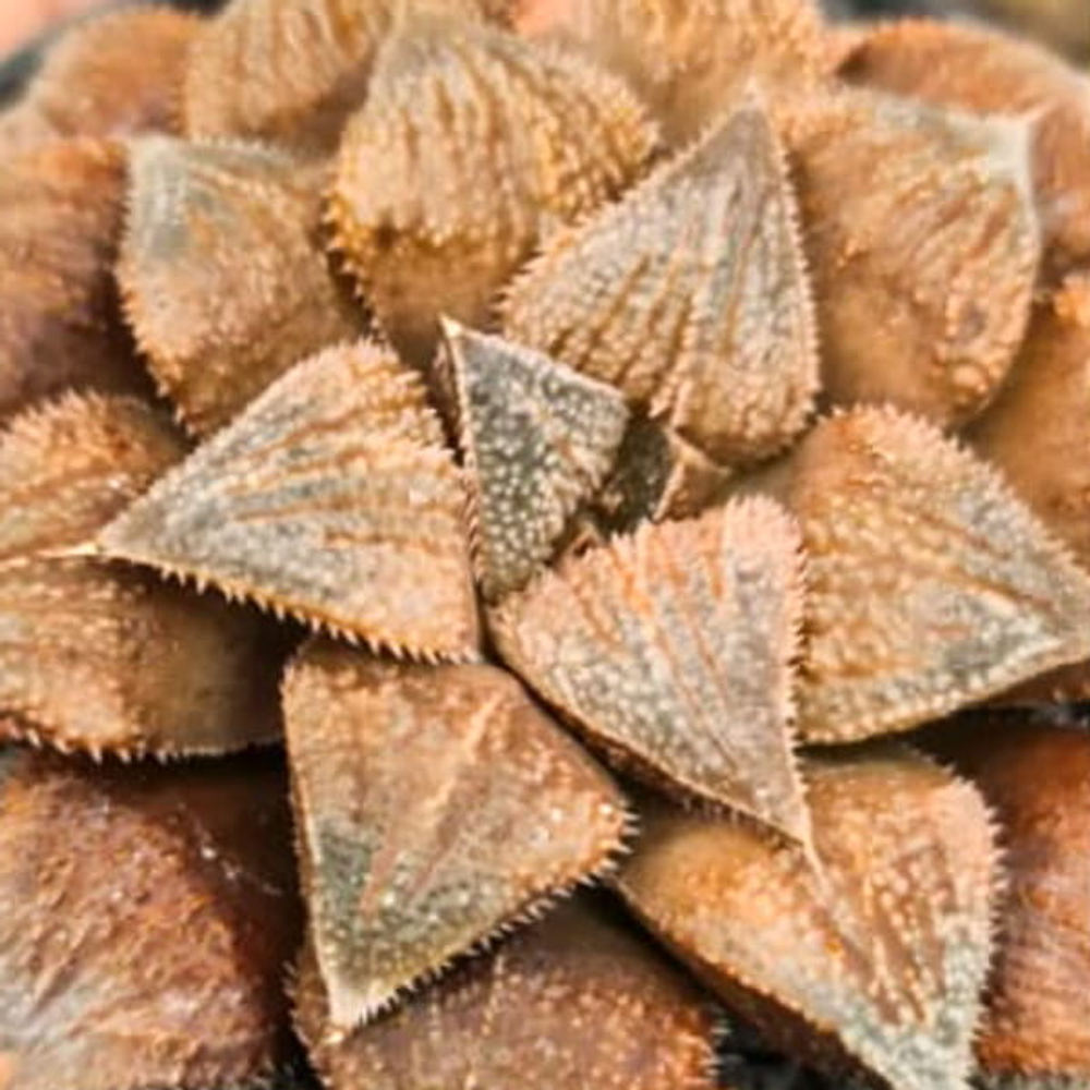 Хавортия CHOCOLATOS