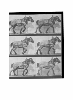 Horses and other animals in motion / Лошади и другие животные в движении | E. Muybridge