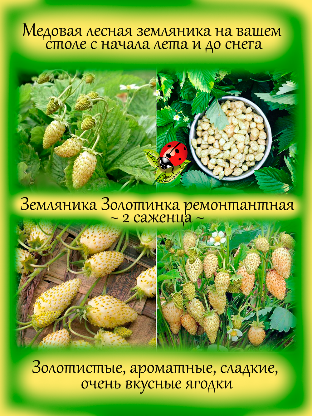 Земляника Золотинка желтая ремонтантная