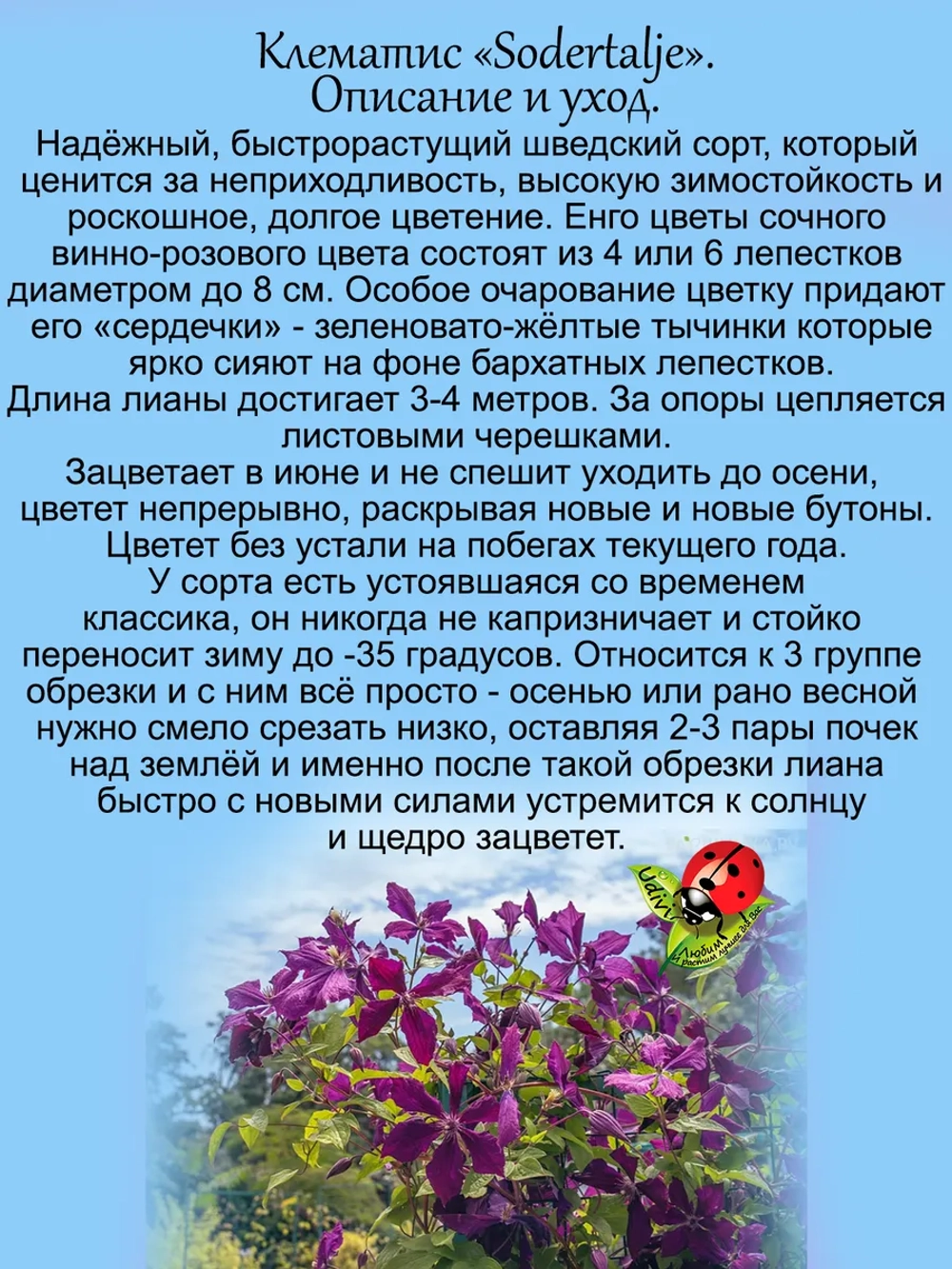 Клематис Сёдертелье неукрывной