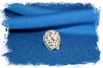 Ракушка морская Conus blanfordianus, Конус бланфордианус