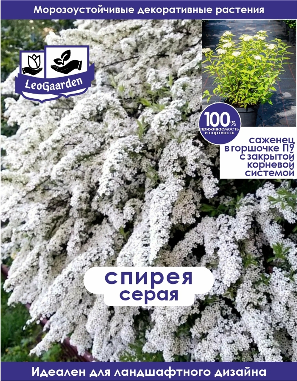 Саженец, Спирея, Серая
