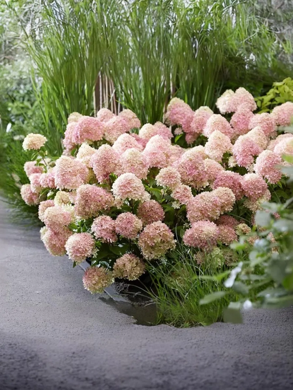 Гортензия метельчатая Литтл Лав