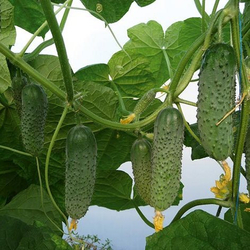 Cемена огурца Артист F1, Bejo, 7 шт.