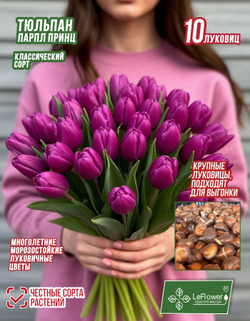 Тюльпан Луковица, Парпл Принц, 10шт крупные