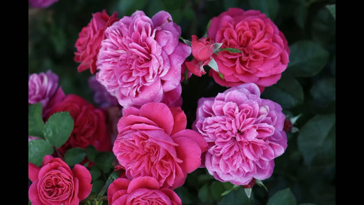 Роза Сангрия штамб 140см Закупка М21 весна 2026