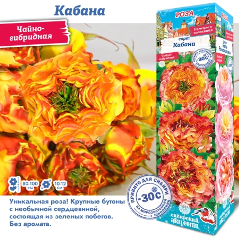 Роза Кабана (Чайно-гибридная)