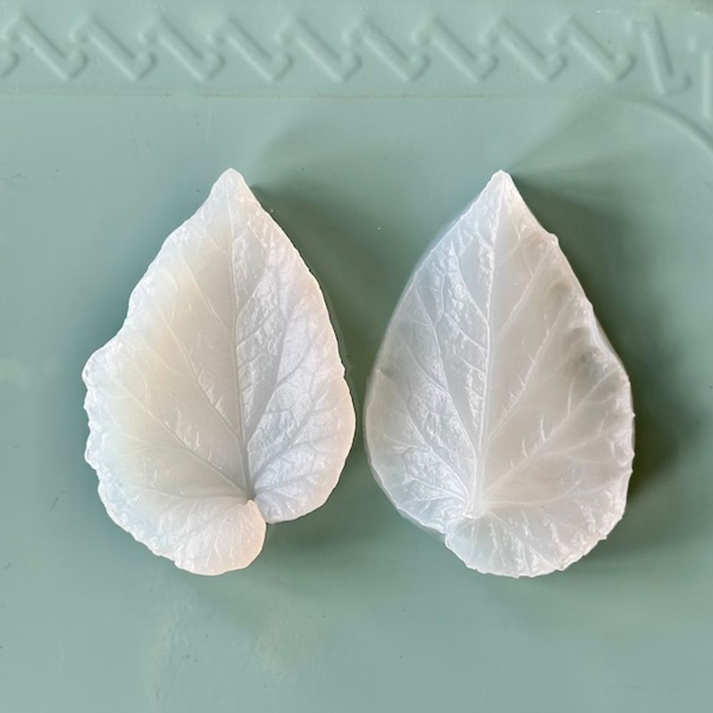 Вайнер лист Бегонии