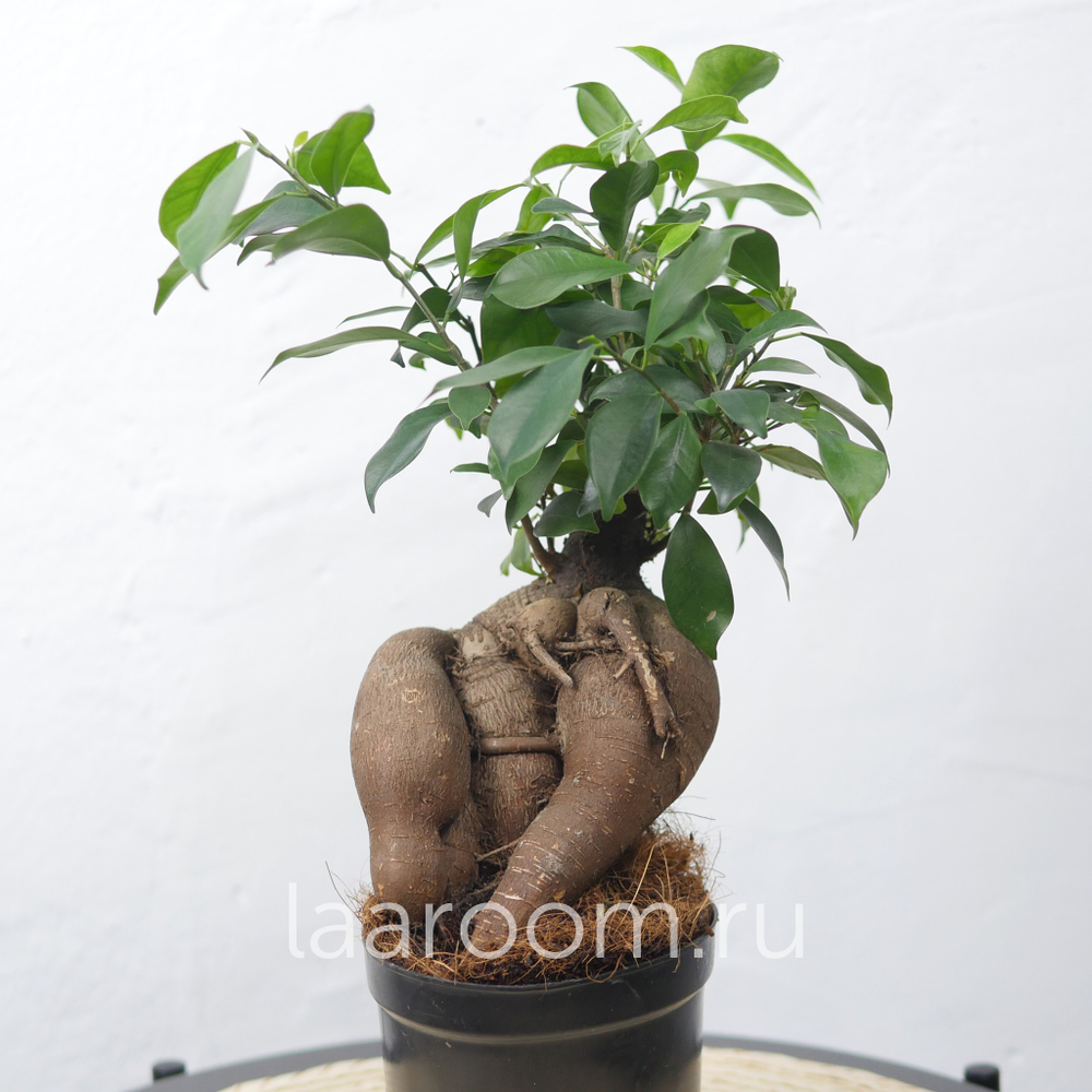 Бонсай Фикус Микрокарпа Гинсенг большой