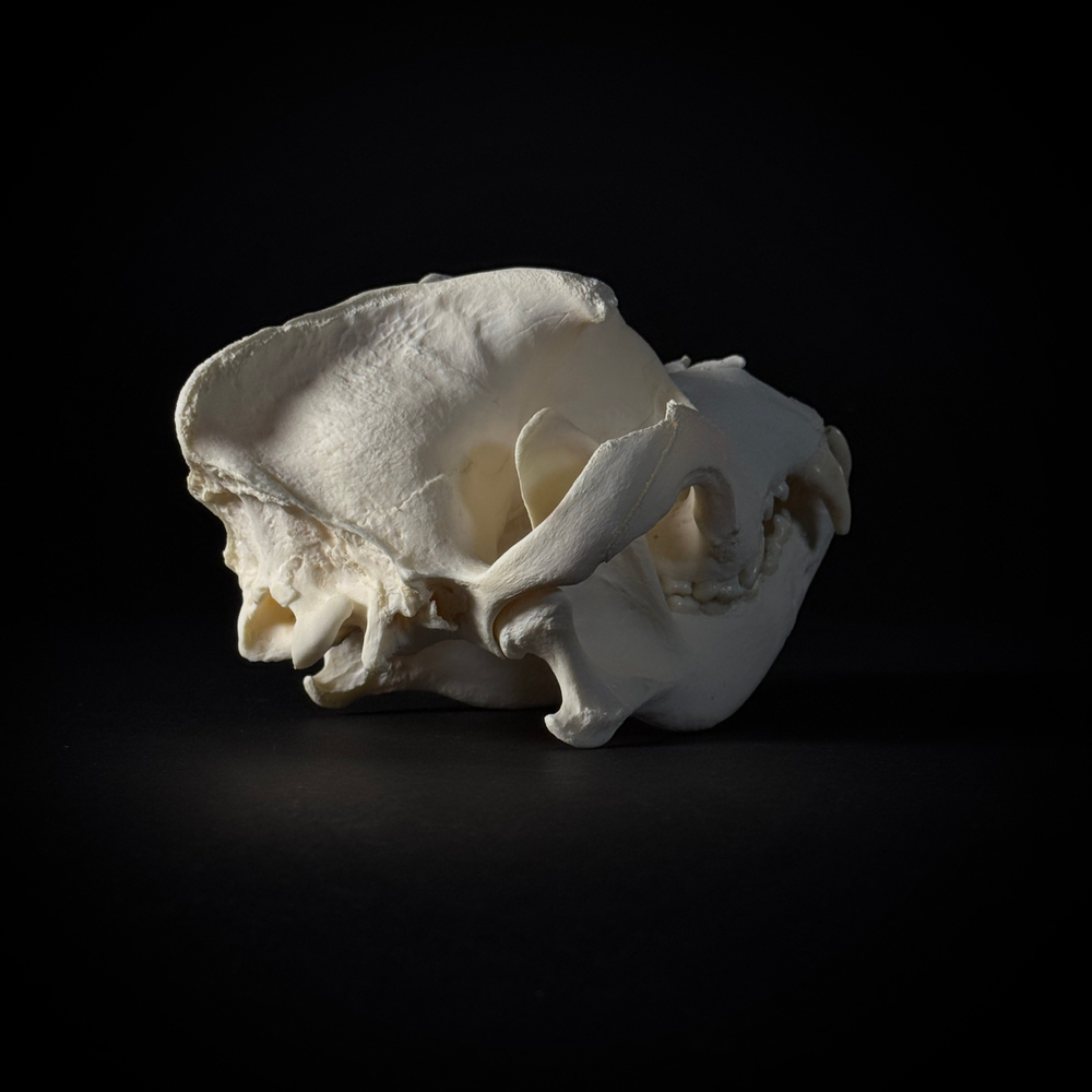 Череп собаки