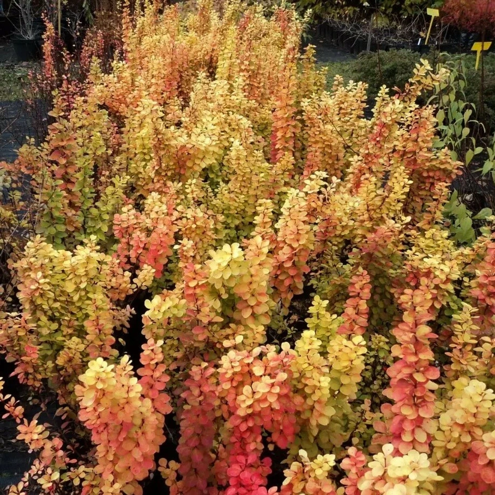 Барбарис Тунберга Саммер Сансет С3 Закупка М60 июнь 2026