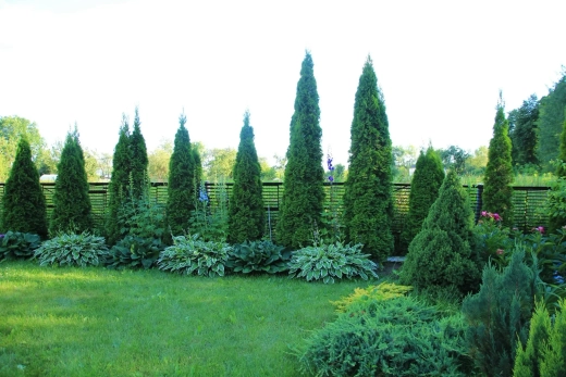 Туя западная Смарагд С3 80-100 см Закупка М54 май/июнь 2026